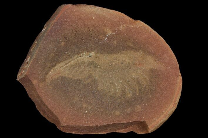Fossil Shrimp (Lobetelson) - Illinois #120898